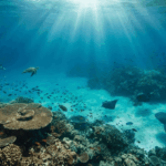 Entra en vigor el Tratado de Alta Mar para proteger océanos