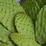 Chapingo impulsa conservación e innovación agroindustrial del nopal