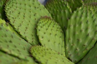 Chapingo impulsa conservación e innovación agroindustrial del nopal