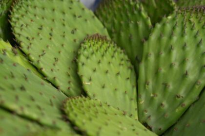 Chapingo impulsa conservación e innovación agroindustrial del nopal