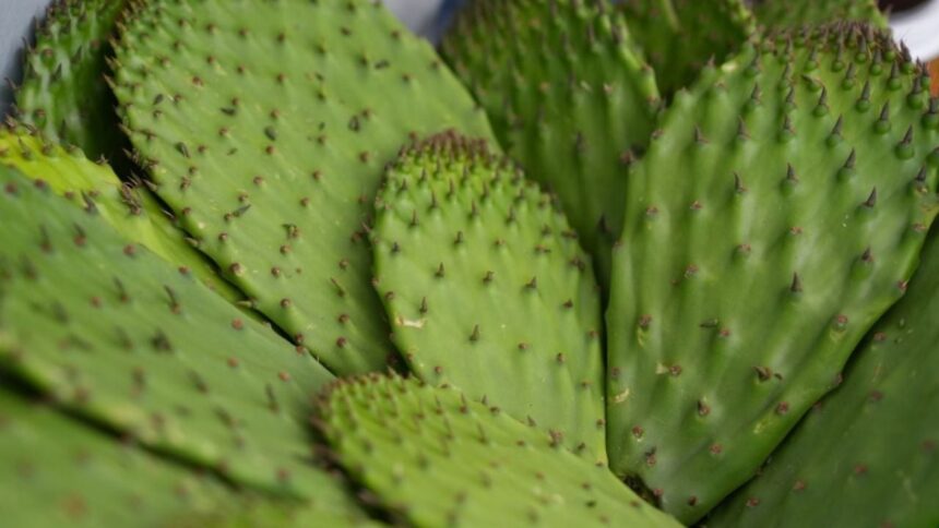 Chapingo impulsa conservación e innovación agroindustrial del nopal