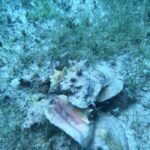 Refuerzan vigilancia y conservación del caracol rosado en Cozumel