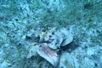 Refuerzan vigilancia y conservación del caracol rosado en Cozumel