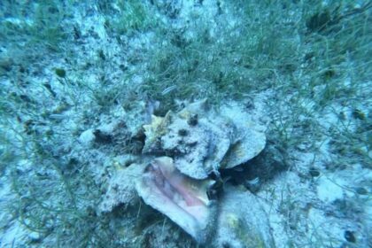 Refuerzan vigilancia y conservación del caracol rosado en Cozumel