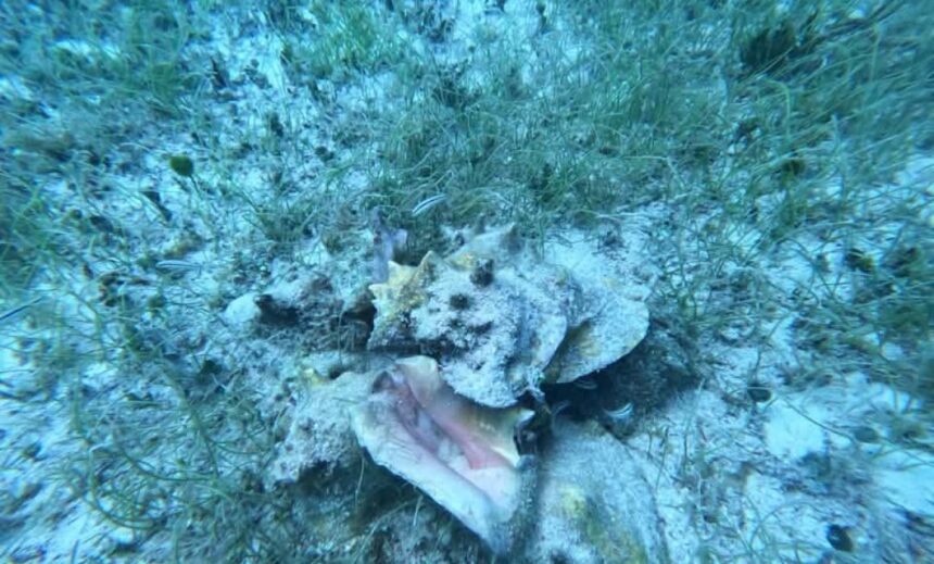 Refuerzan vigilancia y conservación del caracol rosado en Cozumel